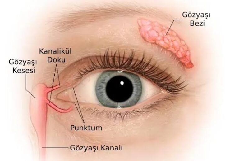 Göz Kuruluğu Belirtileri Nelerdir